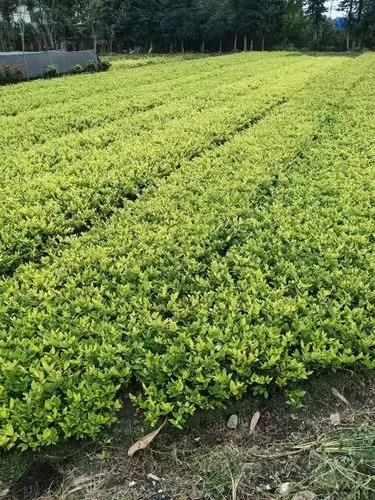 安达城市绿化护栏规范